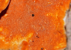 Gloeoporellus merulinus