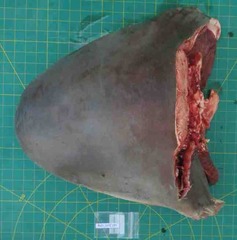 Carcharhinus amboinensis