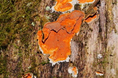 Gloeoporellus merulinus