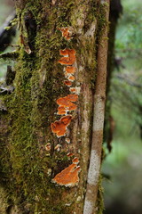 Gloeoporellus merulinus