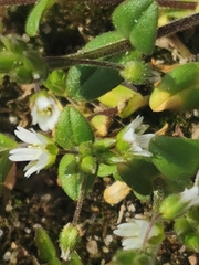 Cerastium semidecandrum