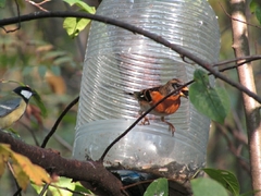 Fringilla montifringilla