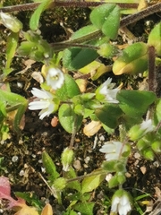 Cerastium semidecandrum
