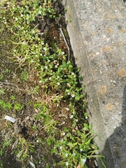 Cerastium semidecandrum