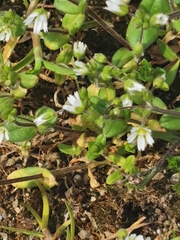 Cerastium semidecandrum