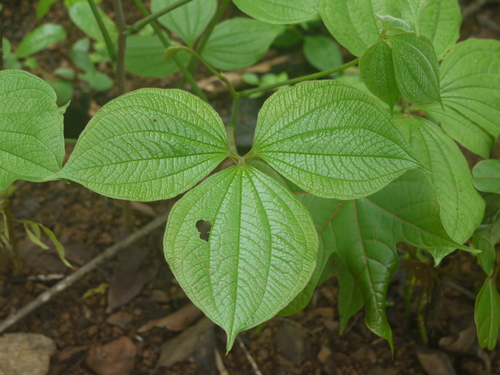 Yam (Dioscorea hispida)