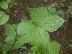 Dioscorea hispida