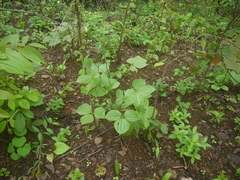 Dioscorea hispida