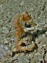Hippocampus comes