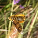 Orange Beefly - Photo (c) Jane Trembath, some rights reserved (CC BY-NC), uploaded by Jane Trembath