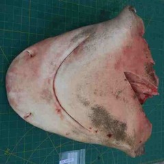 Carcharhinus amboinensis