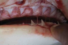 Carcharhinus amboinensis