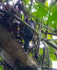 Cercomacra cinerascens