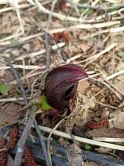 Symplocarpus renifolius