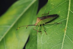 Homoeocerus rubromaculatus