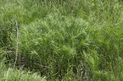 Helianthus salicifolius