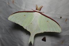 Actias aliena
