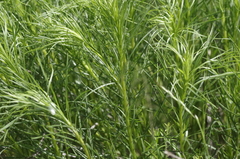 Helianthus salicifolius