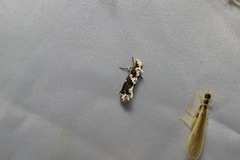 Psecadioides aspersus