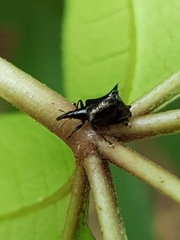 Scolopterus penicillatus