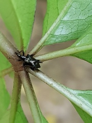 Scolopterus penicillatus