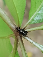 Scolopterus penicillatus