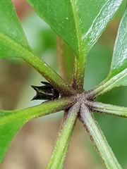 Scolopterus penicillatus