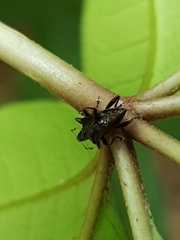 Scolopterus penicillatus