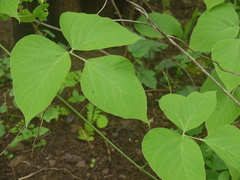 Pueraria tuberosa