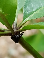 Scolopterus penicillatus