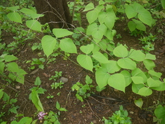Pueraria tuberosa