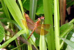 Neurothemis fluctuans