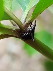 Scolopterus penicillatus