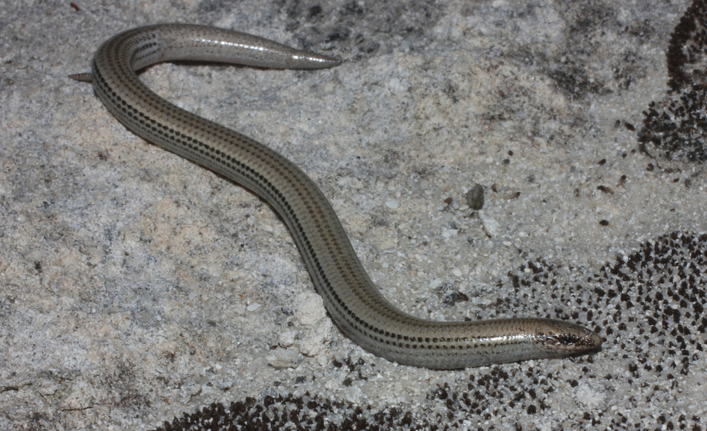 Gronovi's Dwarf Burrowing Skink