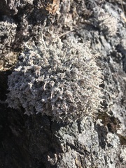 Stereocaulon vesuvianum