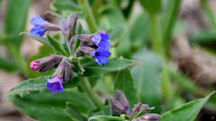 Pulmonaria mollis