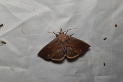 Calyptra gruesa