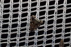 Protodeltote distinguenda