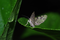 Chloroclystis neoconversa