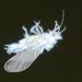 Woolly Beech Aphid - Photo (c) Steve Kerr, some rights reserved (CC BY), uploaded by Steve Kerr