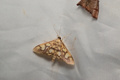 Nosophora