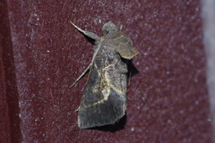 Chrysodeixis heberachis