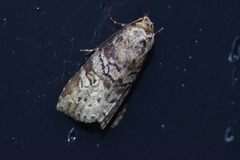 Bryophilina mollicula