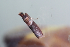 Addyme confusalis