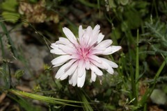 Crepis rubra