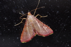 Endotricha olivacealis