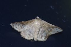 Canaea ryukyuensis