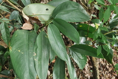 Rhaphidophora hongkongensis