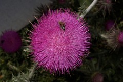 Carduus nutans taygeteus