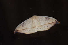 Callidrepana hirayamai